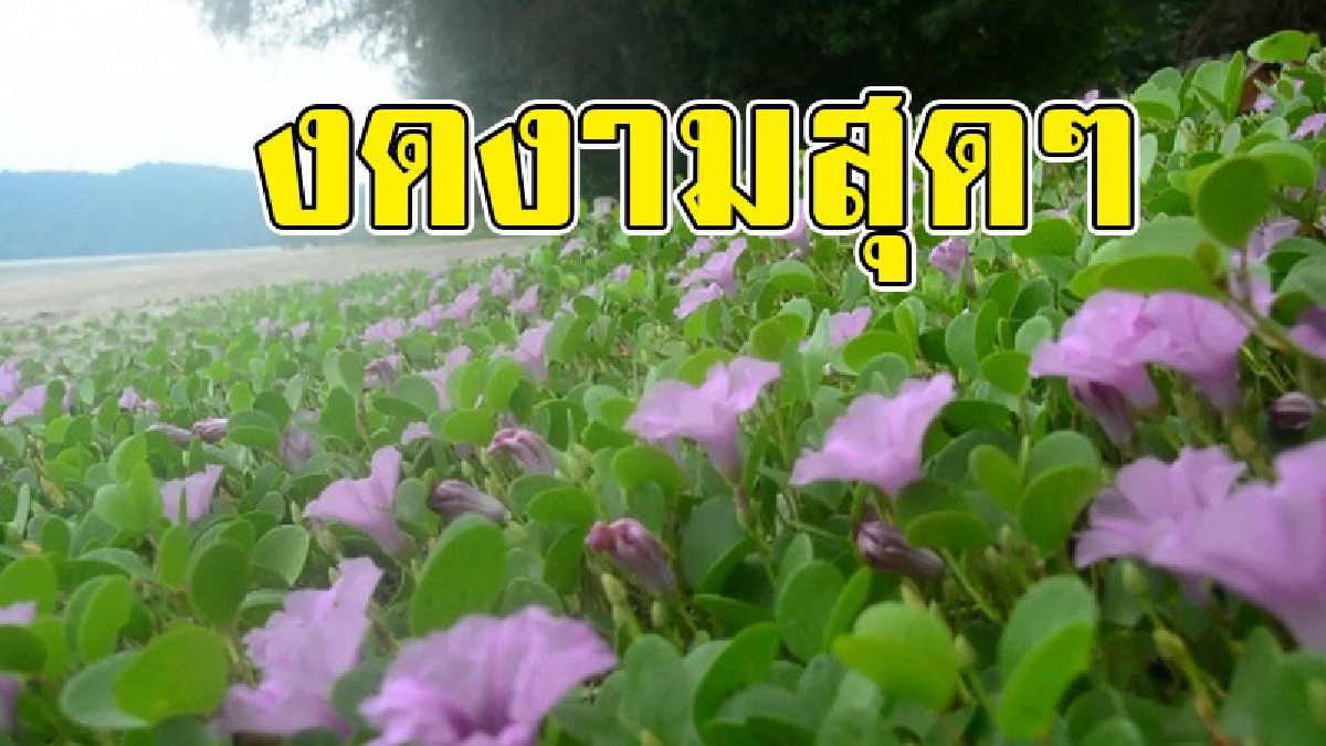 อะไรที่สวยๆ..ควรไปดูให้เห็นกับตา!! สุดฮือฮา "ผักบุ้งทะเล" ออกดอกบานสะพรั่ง เต็มแนวหาด สีสันสวยงาม นทท.ไม่พลาดที่จะแห่ไปชม..!?