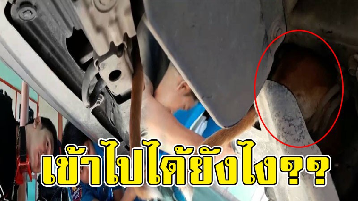 ทุกชีวิตมีค่า..!! เกิดเหตุสุดชุลมุน เมื่อน้องหมาแสนซน เข้าไปติดใต้ท้องรถ งานนี้ใช้เวลานานกว่าจะเอาออกมาได้..!?