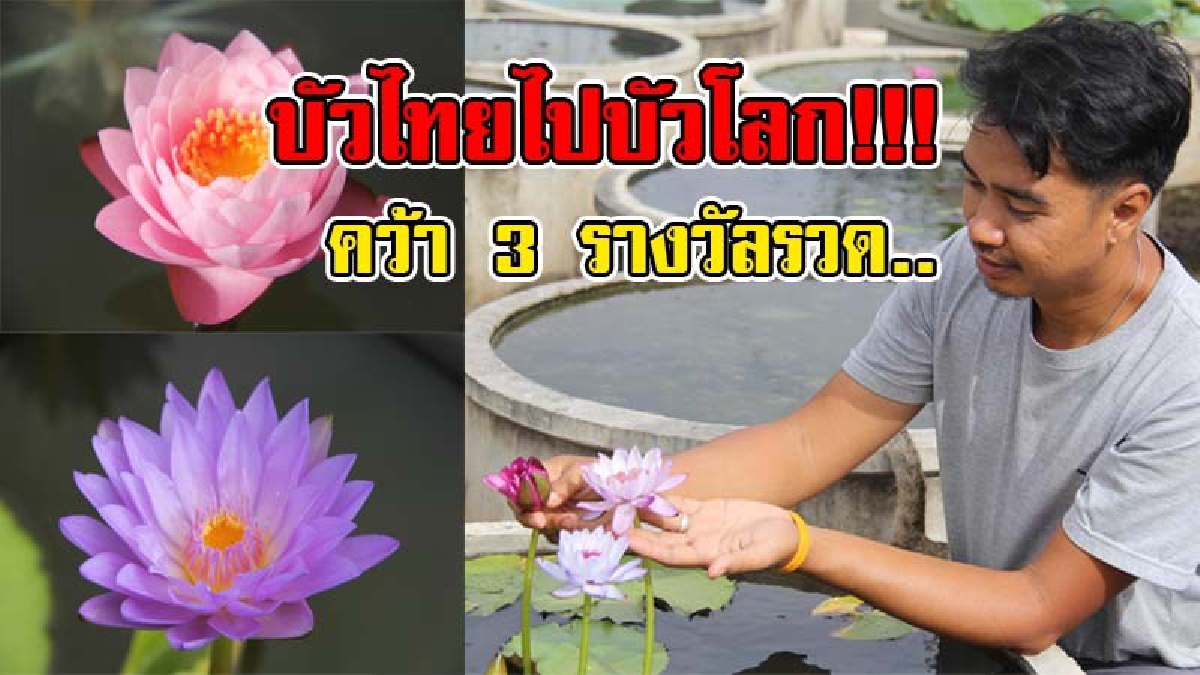 สุดยอดไอเดีย !!! เจ้าของร้านดอกไม้กำแพงเพชร ต่อยอดสายพันธุ์บัวไทย-เทศ ส่งประกวด คว้า 3 รางวัลรวด "แชมป์บัวสวยที่สุดในโลก"