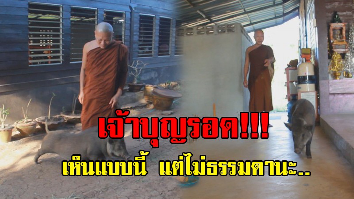 โอ้โห !!! "เจ้าบุญรอด" หมูป่าแสนรู้ เดินตามพระบิณบาตรกับหลวงพี่ทุกเช้า ไป-กลับ 4 ก.ม.