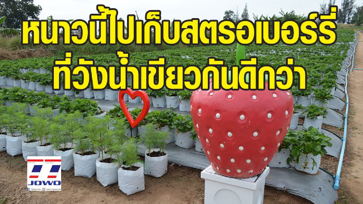 ใครชอบสตรอเบอรี่พลาดไม่ได้ !! ต้องลองไปวังน้ำเขียว "เมืองแห่งสตรอเบอรี่" ที่ 1 ปีมีให้เก็บครั้งเดียว!