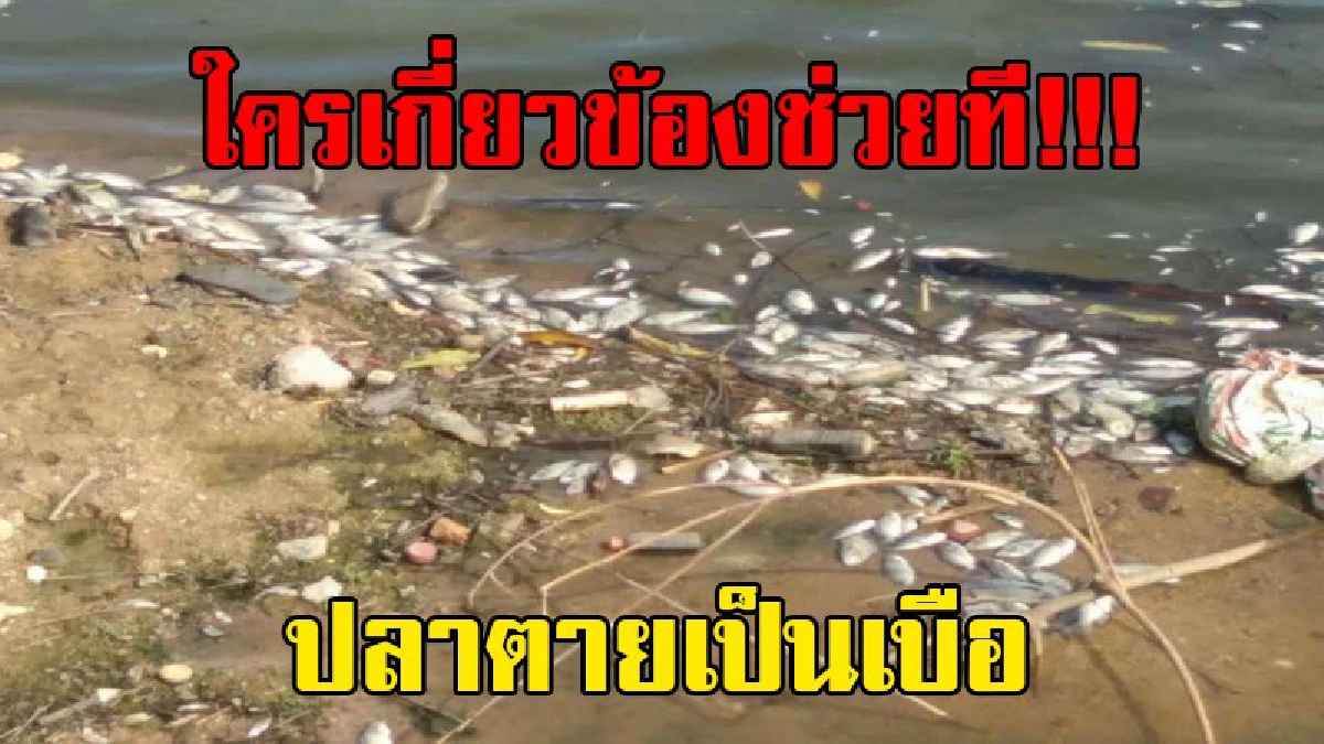 ตายแล้ว เกิดอะไรขึ้นกับบ่อผลิตน้ำประปา !! ชาวบ้านโวย ฝายตาจุ้ยผิดปกติ ปลาลอยตายเป็นเบือ(ชมคลิป)