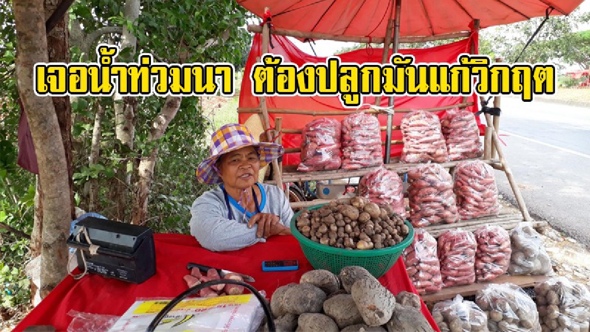 เจ็บจนจุก !! น้ำท่วมที่นาแท้หมดตัว กัดฟันปลูกมันพอสร้างรายได้ แก้วิกฤต โอด..ไม่รู้จะหวังให้ใครมาช่วย