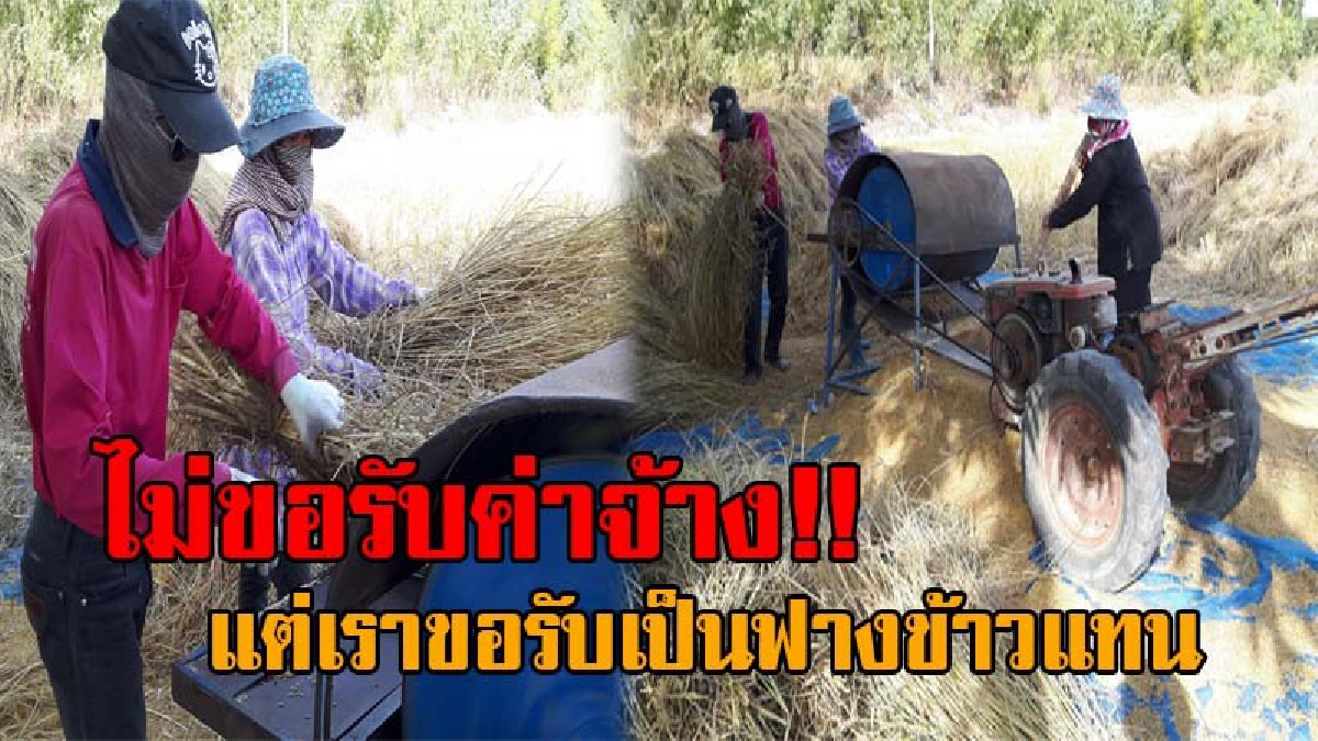 งงกันทั้งท้องนา..!! 2สามีภรรยา นำถังน้ำมันออกตระเวน นวดข้าวช่วยชาวนา โดยไม่คิดค่าจ้าง สุดแปลก กลับขอเป็นฟางข้าวแทน หวั่นภัยแล้งที่จะมาถึง!?