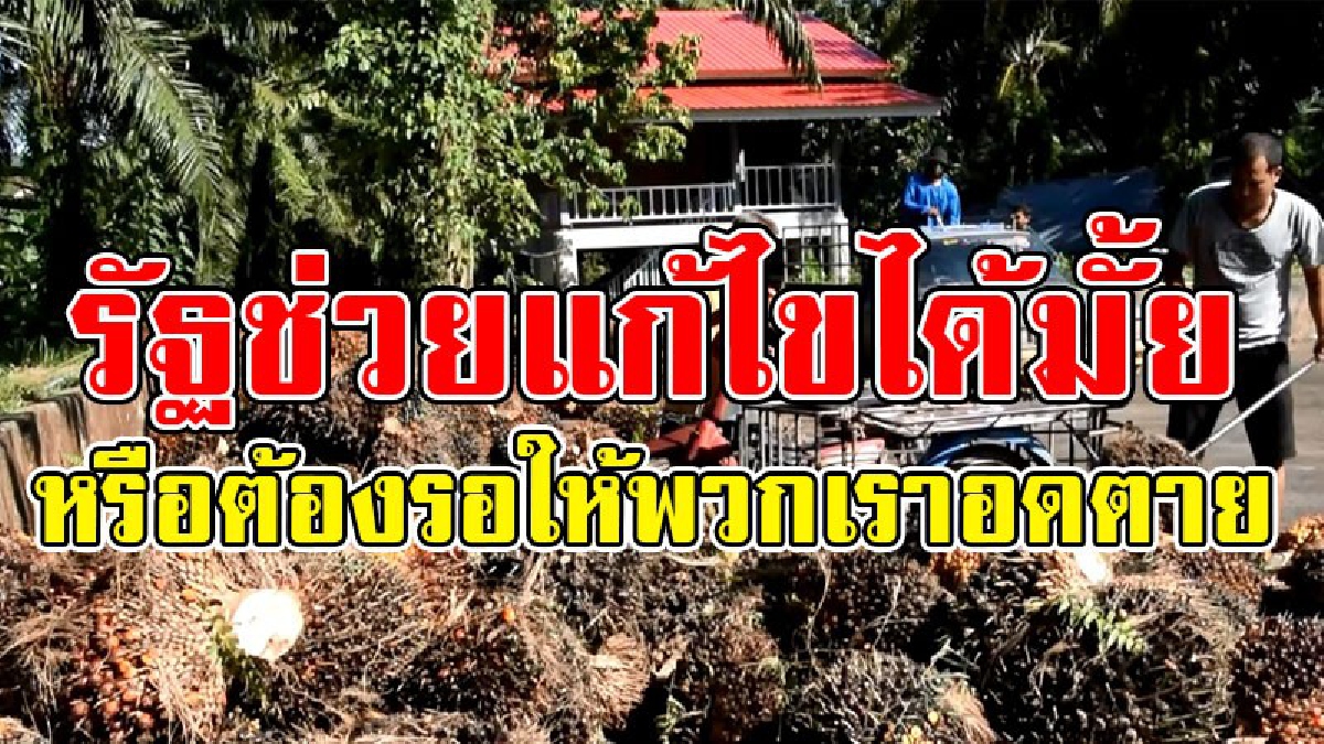 ปัญหานี้รัฐช่วยแก้ไขที..!! ชาวบ้านเรียกร้องให้รัฐบาล เร่งแก้ปัญหา "ราคาปาล์มน้ำมันตกต่ำ" มันเข้าขั้นวิกฤตมานานมากแล้ว..!?