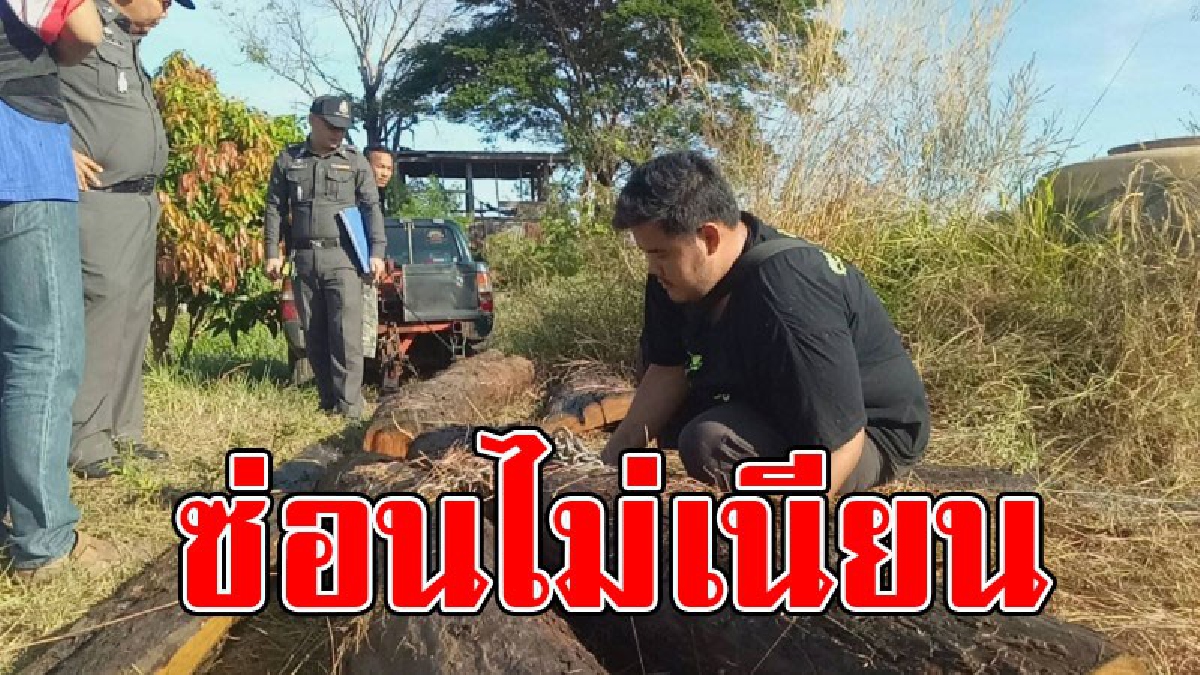 ซ่อนไม่เนียน..!! แก๊งมอดไม้ แอบเอาพบไม้พะยูงแฝด มาซ่อนอยู่ในหนองน้ำ โป๊ะแตก มีคนไปพบก่อน คาดถูกตัดจากโรงเรียน จนท.เร่งตามตัวคนร้าย..!?