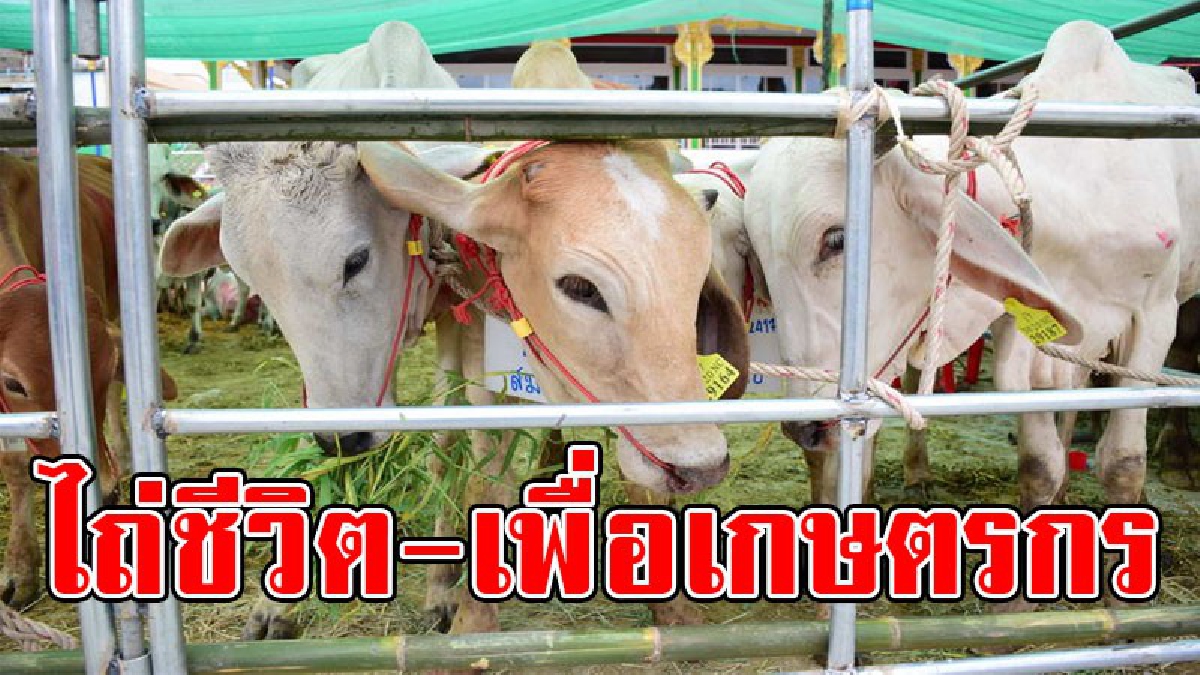ไถ่ชีวิตเพื่อเกษตรกร ..!? รักษาการ รองผู้บัญชาการตำรวจแห่งชาติ ไถ่ชีวิตโค-กระบือ เตรียมมอบให้กับเกษตรกร 229 ราย