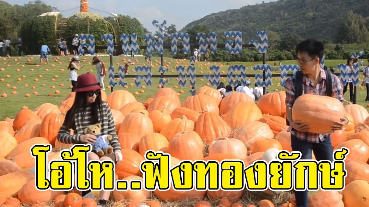 เคยเห็นแบบนี้ไหม..!! ฟักทองลูกใหญ่ยักษ์ ที่ไร่จิมทอมป์สันฟาร์ม โคราช เปิดต้อนรับนักท่องเที่ยวแล้ว ตั้งแต่วันนี้ &ndash; 7 มกราคม 2561