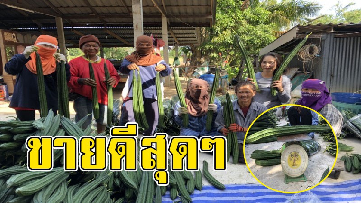 ทั้งใหญ่..ทั้งยาว!? คุณพระ "บวบลูกละกิโล" เกษตรกรรำมะสัก ปลูกขาย รายได้งาม แถมใจดีเผยวิธีการปลูกบวบให้ใหญ่-ยาว แบบฟรีๆ.!!