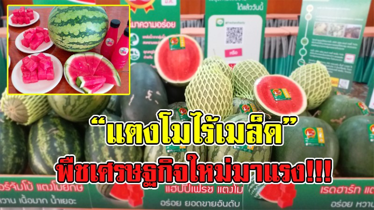 พืชเศรษฐกิจใหม่มาแรง !!!! “แตงโมไร้เมล็ด หวานอร่อยอันดับหนึ่ง” ยอดผลิตมากที่สุดของประเทศ มูลค่าจำหน่ายกว่า 250 ล้านบาท (มีคลิป)