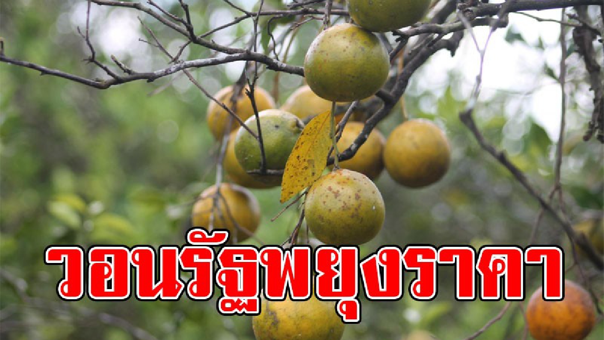 ไหนว่าคืนความสุข..!? ชาวเกษตรกรส้มเขียวหวาน น้ำตาตกใน ออกผลดีแต่ราคาลดฮวบ เหลือไม่ถึง 20 บาท /ก.ก. แล้วคนที่ยึดเป็นอาชีพหลักจะทำไง..!!