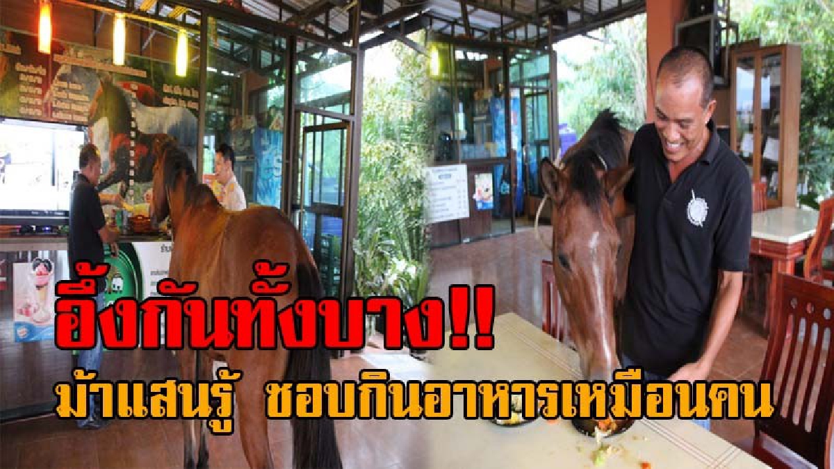สุดประหลาด..!! ไม่อยากจะเชื่อ “เจ้าซิกโก้” ม้าแสนรู้ ทำตัวเหมือนคน ชอบเดินแวะเคาท์เตอร์ เพื่อสั่งอาหารจานเด็ด รสชาติเผ็ดแซ่บซี๊ดถึงใจ (คลิป)