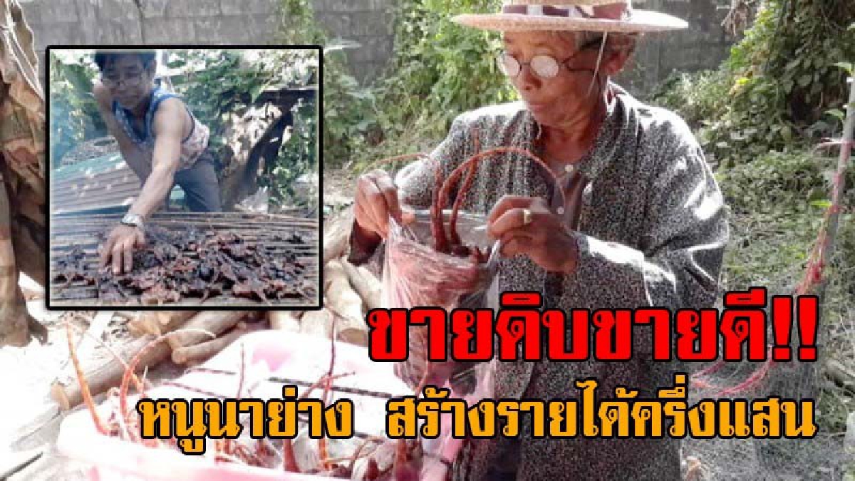 แพงกว่าเนื้อวัวอีก..!? ชาวสุโขทัย แห่ล่าหนูนาถึงลำปาง เอามาย่างขาย พุ่งกิโลละ 300-500 บาท ช่วง พ.ย.-ธ.ค. โกยเงินได้ถึงครึ่งแสน!! (ชมคลิป)