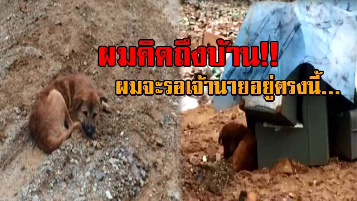 เห็นแล้วกลั้นน้ำตาไม่อยู่!! &ldquo;เจ้าเฉย&rdquo; หมาน้อยที่โดนเจ้าของนำมาทิ้ง นอนตากแดดตากฝนริมถนน ไม่ยอมกินอาหารนานกว่า 2 เดือน เฝ้ารอเจ้าของมารับกลับ