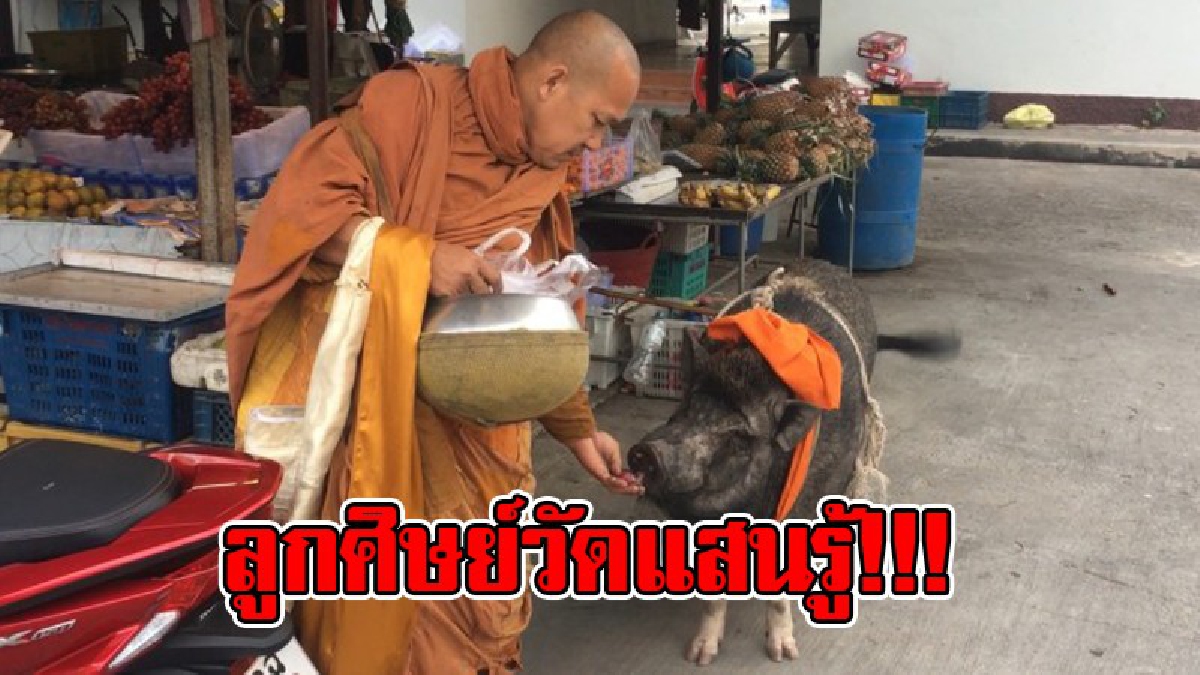 น่ารักอะไรขนาดนี้ !! ชาวบ้านสุดประทับใจ "เจ้าล้าน" หมูป่าแสนรู้ ที่คอยติดสอยห้อยตามหลวงพี่ไม่ห่าง เผย..เชื่องมาก กินแต่พืช ผัก ผลไม้เท่านั้น