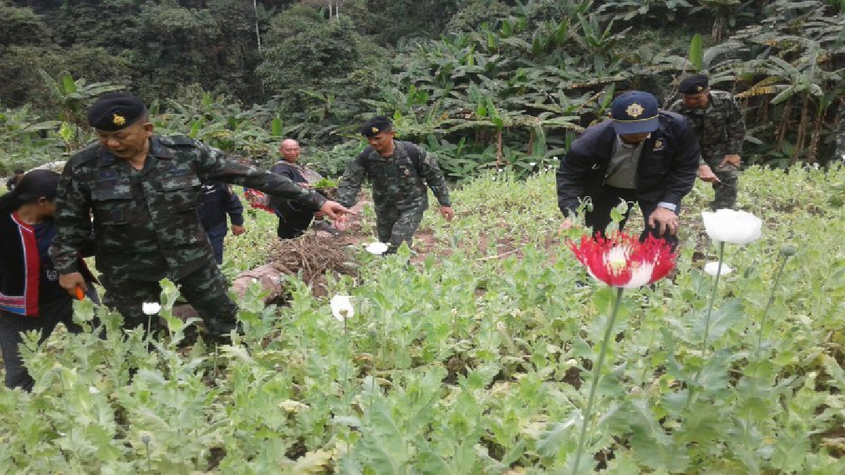 กำจัดให้สิ้นซาก..!! สุดตะลึง พบไร่ฝิ่นซุกตามซอกเขา ในอ.แม่แตง จนท.ระดมกำลังทำลาย พร้อมมอบเครื่องอุปโภค-บริโภคให้ชาวบ้าน (ชมคลิป)