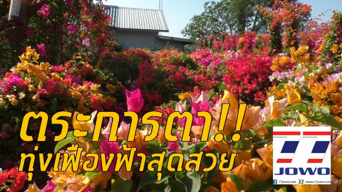 ต้องไปเห็นให้เป็นบุญตา..!? เชิญเที่ยวชมเฟืองฟ้า ที่สวยที่สุดและใหญ่ที่สุดในประเทศ ส่งออกนอก สร้างรายได้เดือนละกว่า 3 แสนบาท