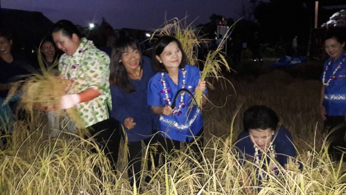 วิถึไทย !! ลงแขกเกี่ยวข้าว ประเพณีไทยโบราณ ณ ศูนย์เรียนรู้เศรษฐกิจพอเพียงชุมชนบ้านหนองคล้าเก่า แหลมฉบัง (มีคลิป)