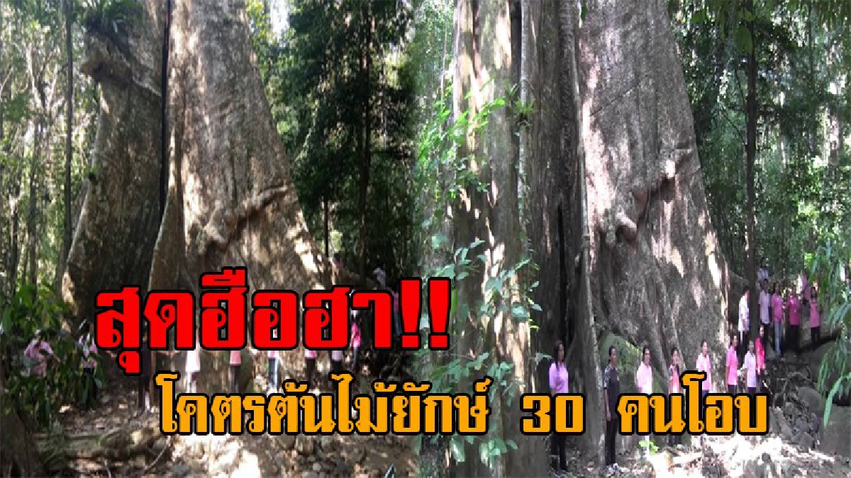 โอ้แม่เจ้า..โคตรต้นไม้ !! สุดฮือฮา พบต้นไม้ยักษ์ อายุกว่า 120 ปี ขนาด 30 คนโอบ กลางป่าในอุทยานพนมเบญจา พร้อมเปิดให้เที่ยวชม (ชมคลิป)