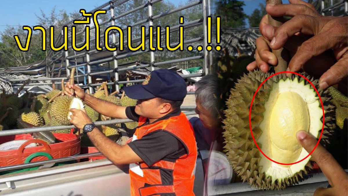 กำจัดจริงจัง..!?? อ.หลังสวน ตั้งชุด “จนท.ชุดเฉพาะกิจ” เดินหน้าปราบ "ทุเรียนอ่อน" ที่แอบส่งออก ไม่ให้เล็ดลอดออกไปได้..!! (ชมคลิป)