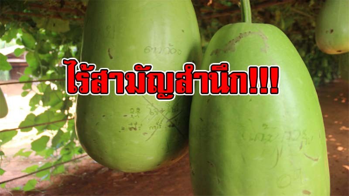 มันใช่ที่เขียนมั้ย !!? พบ นทท.มือบอน แอบสลักชื่อบอกรักกันบนผลฟักใน "สวนร้อยไร่" สถานที่ท่องเที่ยวเปิดชมฟรี คาดเป็นฝีมือวัยรุ่นคึกคะนอง
