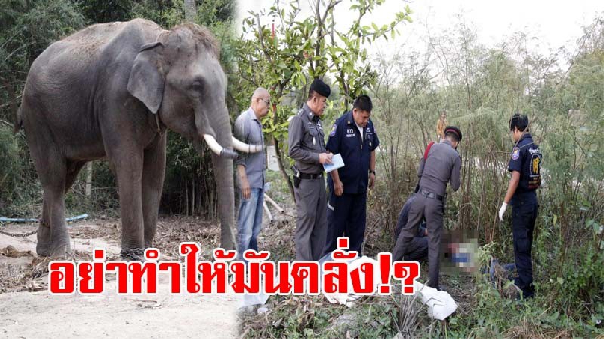 โคตรโหด..ดับคาตีน !! ระทึกสุดขีด ช้างพลายอุเทนคลั่งจัด ไล่เหยียบ นทท. ดับสยอง 1 เจ็บ 2 หลังเล่นพิเรนท์ ทำให้มันโมโหจัด!? (ชมคลิป)