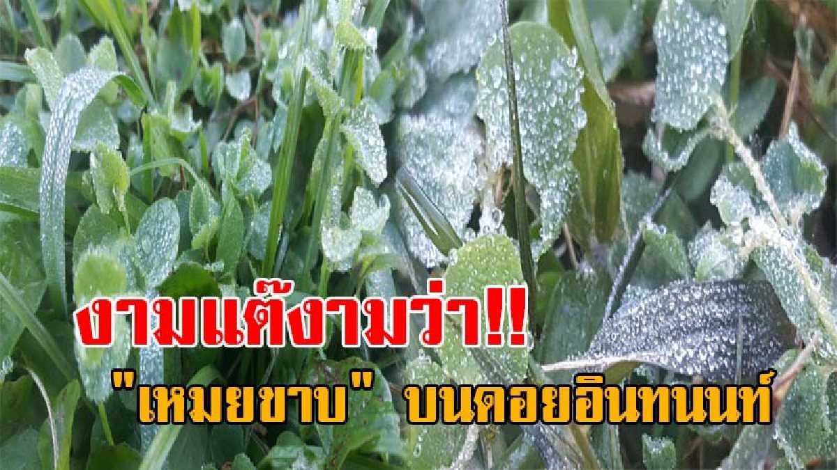 สวยจนต้องตะลึง..!! ไม่ทำให้นทท.ผิดหวัง "เหมยขาบ" กระจายทั่วอุทยานแห่งดอยอินทนนท์ หลังอุณหภูมิลดลง เย็นยะเยือกอย่างต่อเนื่อง (คลิป)