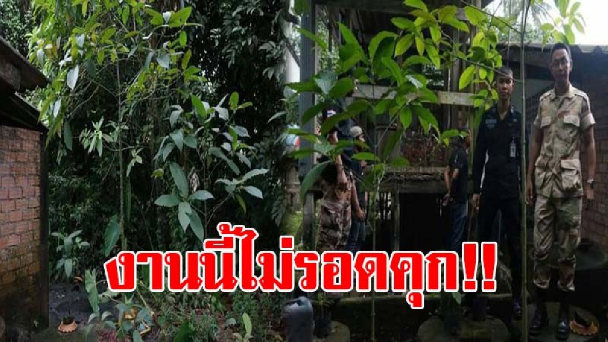 โอ้โห..มันทำเป็นธุรกิจ !? จนท.บุกตรวจค้น บ้านหนุ่มใหญ่วัย42 ถึงกับต้องตะลึง เจอจังๆต้นกระท่อมรอบบ้าน ทำแบบนี้มันเย้ยกฎหมายสุดๆ!? (ชมคลิป)