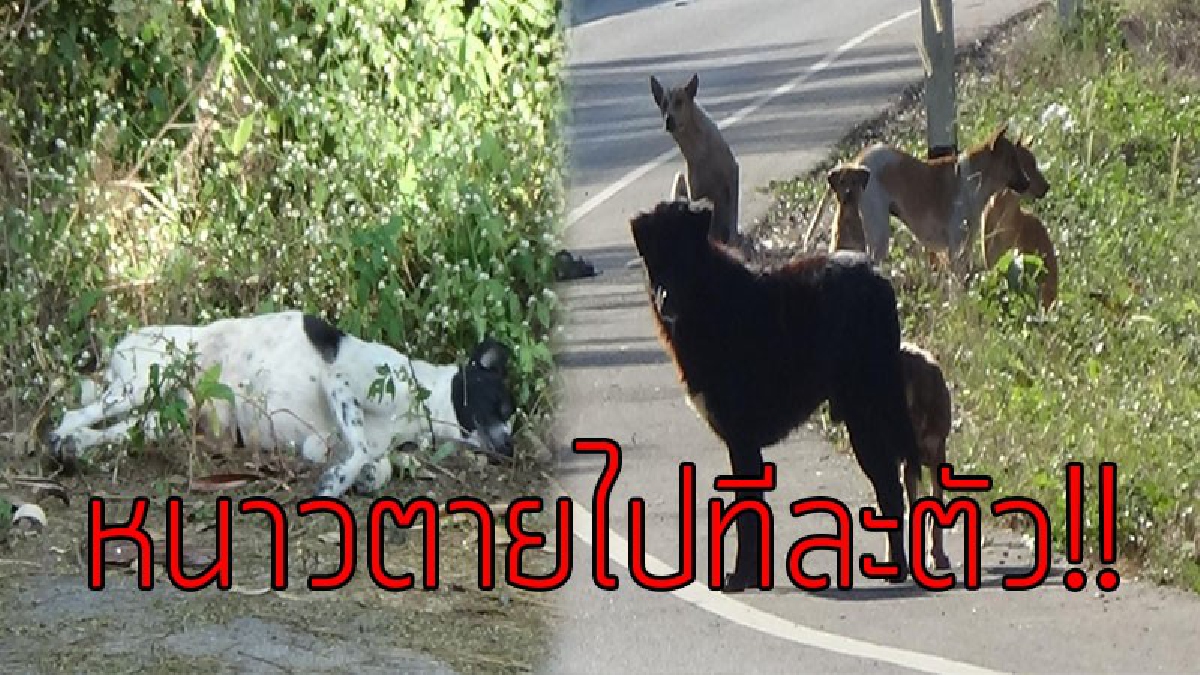 ภาพสุดเศร้า..!! ทรมานใจคนรักสัตว์ ลำปางอากาศหนาวจัดถึง 7 องศาฯ ทำให้สุนัขจรจัดบางตัว นอนตายข้างถนนอย่างน่าเวทนา..!?