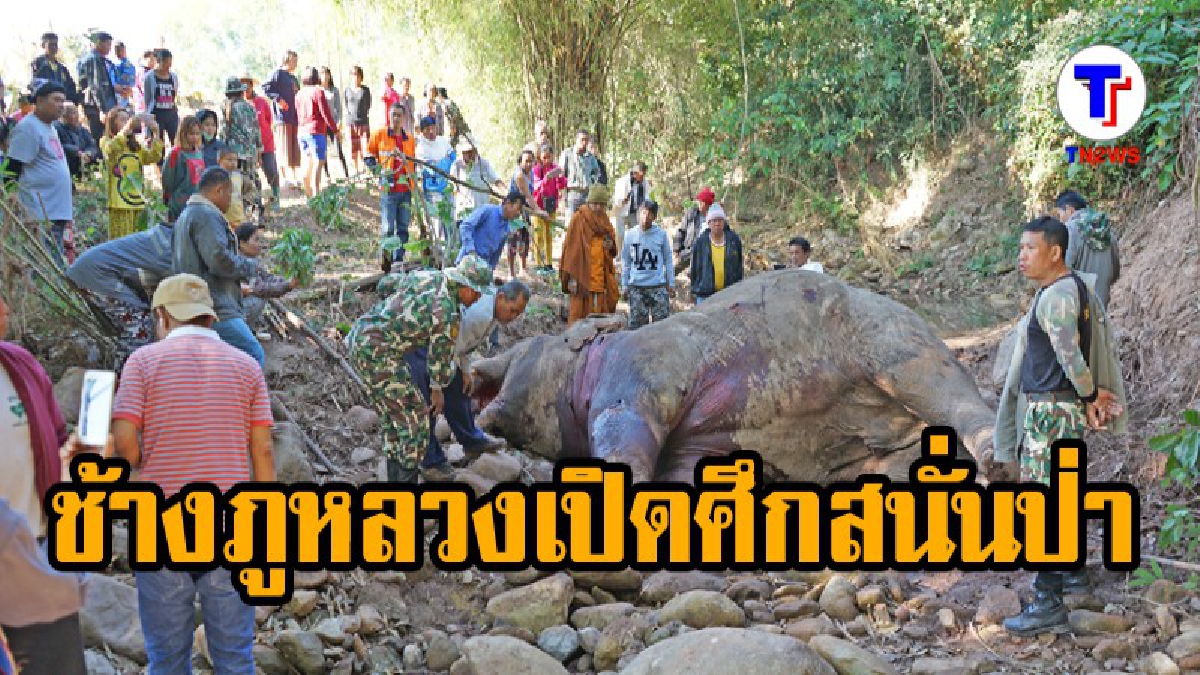 ศึกปะทะครั้งใหญ่..!?? ช้างภูหลวงเกิดแย่งที่หากิน "เปิดศึกดวลงา" เดือดสนั่นป่าภูหลวงจนล้มตาย..!! (ชมคลิป)