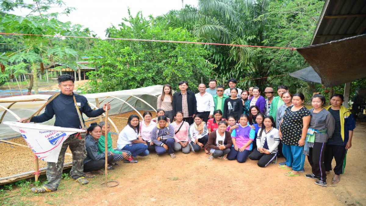 สหกรณ์จังหวัดระนอง จัดกิจกรรมลงแขกเก็บเมล็ดกาแฟและผลิตกาแฟสารคุณภาพ ช่วยลดต้นทุนในการเก็บเกี่ยวผลผลิตกาแฟของเกษตรกร