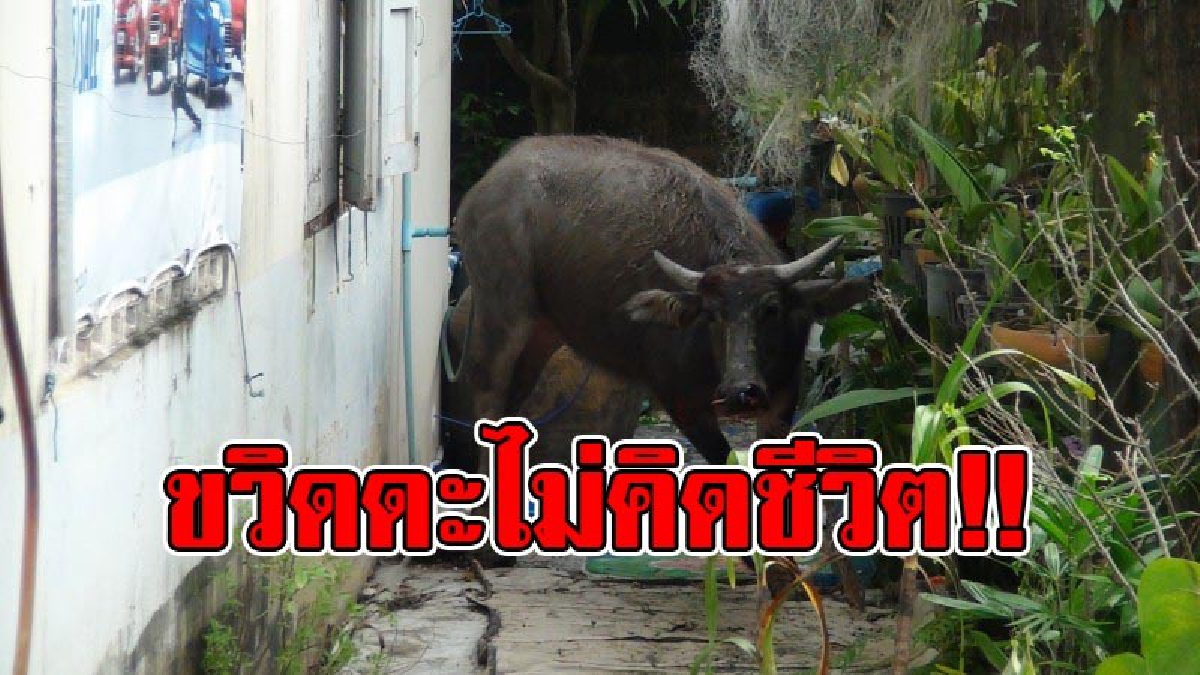 เกือบตายแล้วไอ้ควาย !!!? เปิดคลิปนาทีระทึก ควายวิ่งหนีตายเข้าใจกลางเมือง ไล่ขวิดดะ! ชาวบ้านเจ็บอื้อ รู้สาเหตุแล้วสุดสงสาร!