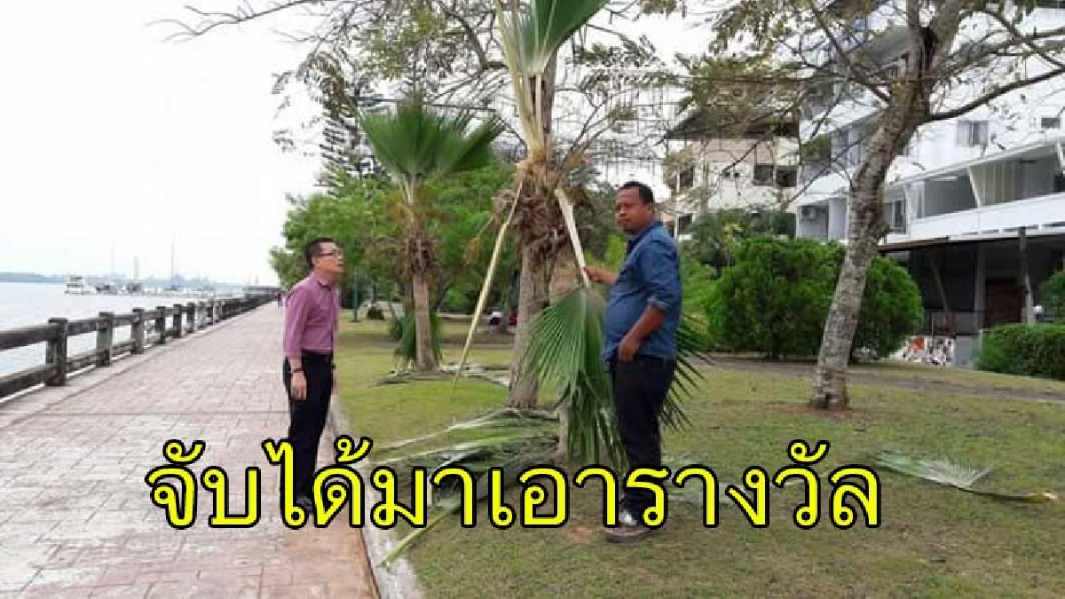 นายกเล็กเมืองกระบี่ควันออกหู "ตั้งรางวัลนำจับ 3 หมื่น" ล่าพวกมือบอน ทำลายต้นไม้ในสวนสาธารณะ (รายละเอียด)