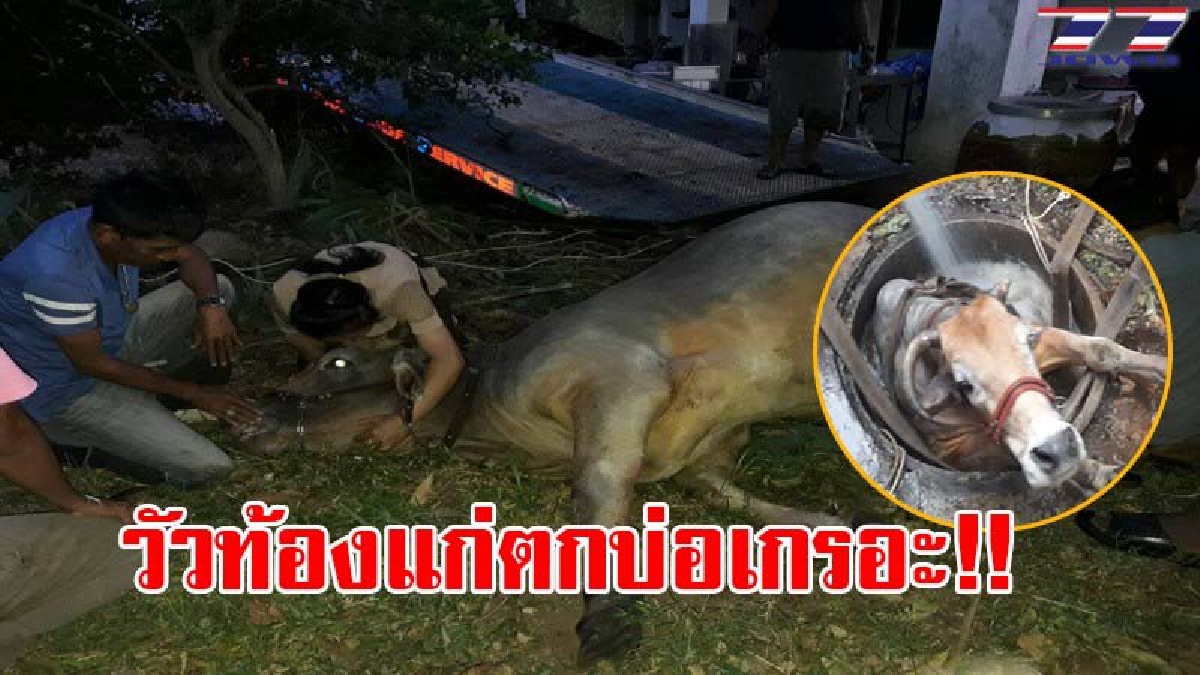 มันยิ่งกว่าผูกพัน..!! เจ้าของร่ำไห้แทบขาดใจ หลังวัวท้องแก่ตกบ่อเกรอะ นาน 2 ชม. กู้ภัยเร่งช่วยเหลือพร้อมปั้มหัวใจ แต่สุดจะยื้อชีวิต (ชมคลิป)