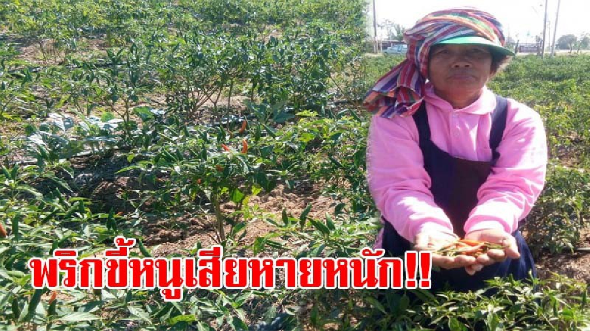 เสียงโอดครวญระงม..!! ภัยหนาวทำพิษ "พริกขี้หนู" เป็นเชื้อรา และหยุดการเจริญเติบโต เกษตรกรเดือดร้อนหนัก ยอดขายตกลงอย่างมาก (ชมคลิป)