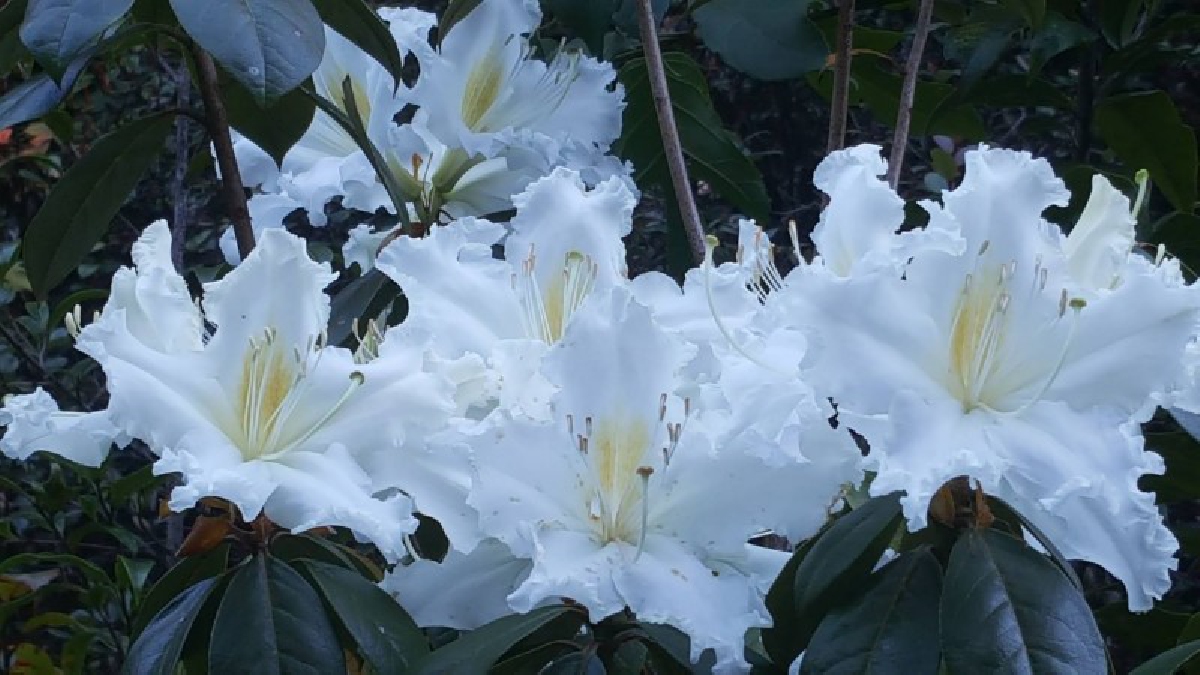 ยลโฉมให้เต็มตา กุหลาบขาวพันปี(คำขาว) บานสะพรั่งสวยงาม รับลมหนาว!!