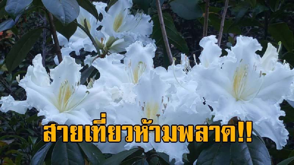งามแต้งามว่า..!! ไปเที่ยวชมด่วน ดอกกุหลาบขาวฟันปี (คำขาว) บานสะพรั่งสวยงาม ให้นทท.ได้ยลโฉมแล้ว จากกิ่วแม่ปานจนถึงยอดดอยอินทนนท์