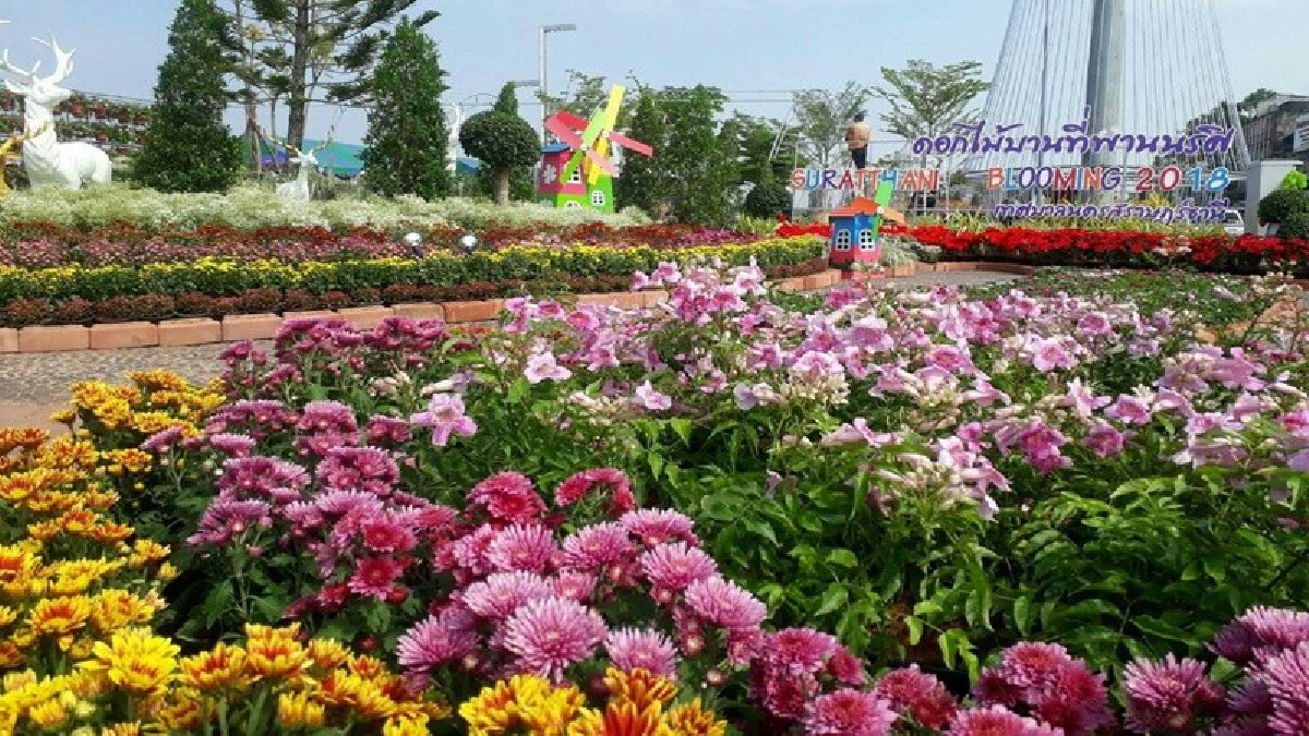สุดว้าว!! นครสุราษฎร์ฯ มอบความสุขรับเทศกาลปีใหม่ “Suratthani Booming 2018” ดอกไม้บานที่สะพานนริศ ดอกไม้หลากสีสันกว่า 6 หมื่นต้นบานสะพรั่ง