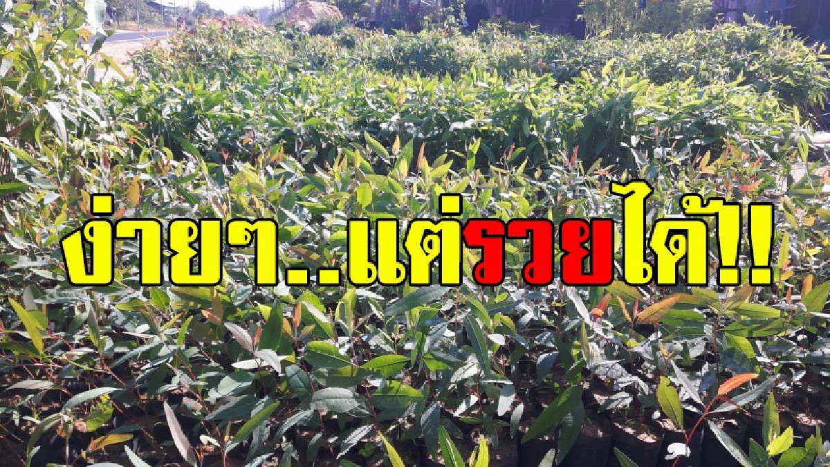 อยากรวยต้องลอง!?? เพาะต้นกล้ายูคาลิปตัสสายพันธุ์พื้นบ้าน ในถุงพลาสติก จำหน่าย สร้างรายได้แบบไม่ขาดมือ..!!