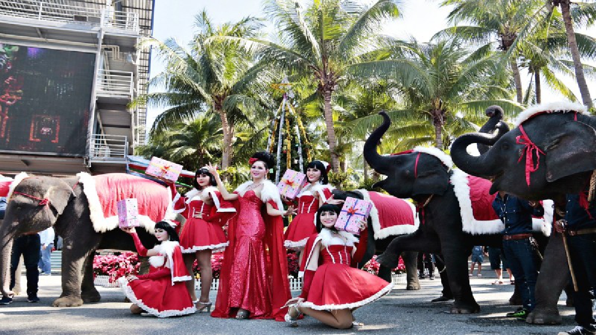 จัดยิ่งใหญ่ !! สวนนงนุชนำลูกช้างแสนรู้ แต่งชุดซานตาคลอสรับเทศกาลคริสต์มาส (ชมคลิป)