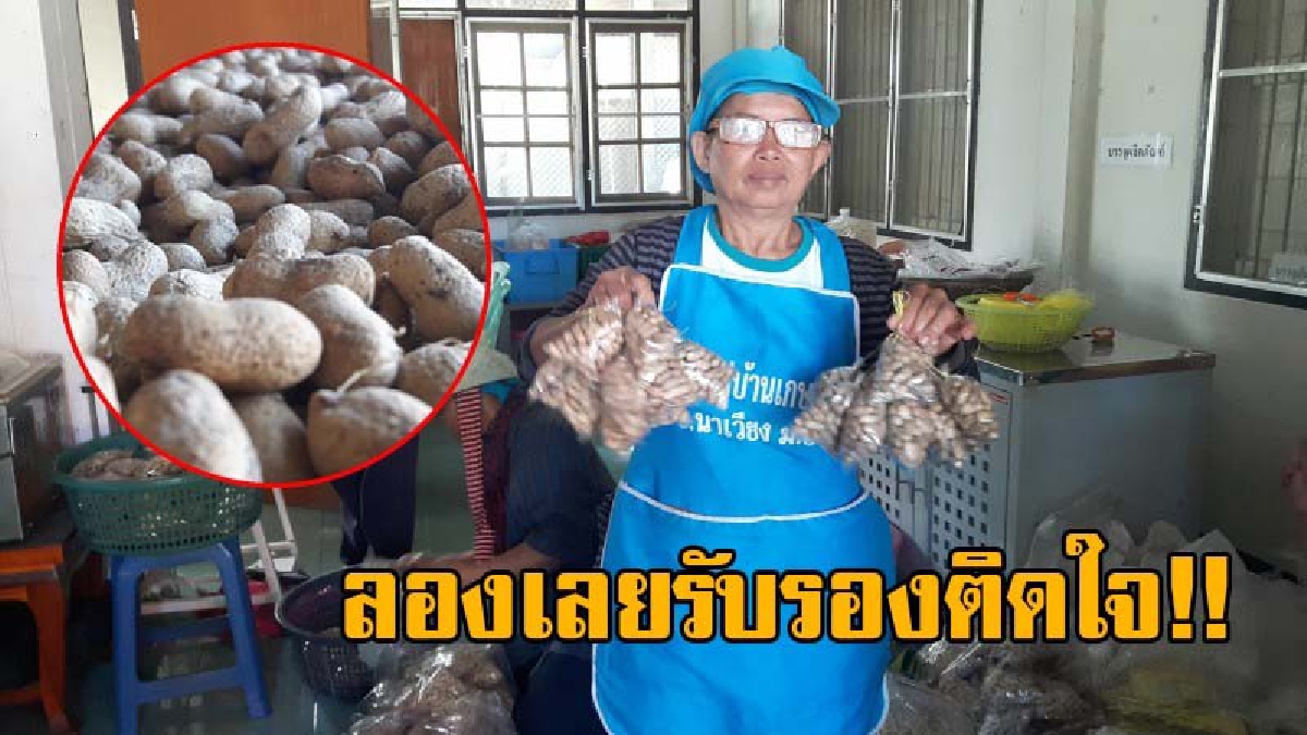 นักชิมต้องลอง..!! คั่วขายสดใหม่ทุกวัน ส่งกลิ่นหอมทั่วทั้งบาง "ถั่วลิสงคั่วทรายสูตรโบราณ" ที่ยโสธร สร้างรายได้เดือนละกว่า 1 แสนบาท (ชมคลิป)