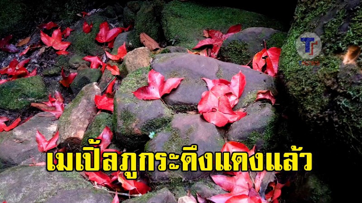 สายเที่ยวฟังทางนี้..!! เห็นแล้วต้องไปด่วน "ใบเมเปิ้ล" ที่ภูกระดึงเริ่มแดงแล้ว ทำนทท.แห่ชมกันคึกคัก บอกเลยว่างดงามเกินคำบรรยาย!? (ชมคลิป)