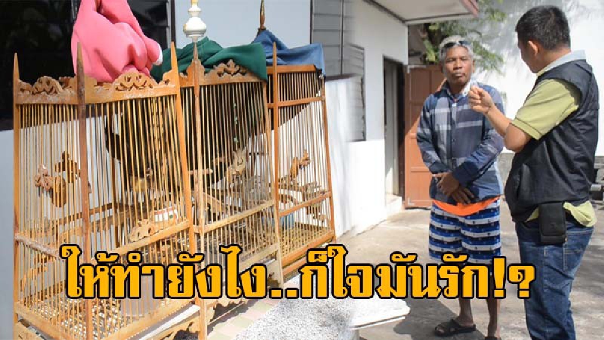งานนี้ไม่รอดคุก..!! ตร.รวบหนุ่มใหญ่วัย54 หลังลักลอบจับนก ที่เป็นสัตว์ป่าคุ้มครองมาเลี้ยง เผยข้ออ้างสารพัด ฟังแล้วเหนื่อยใจจริงๆ (ชมคลิป)