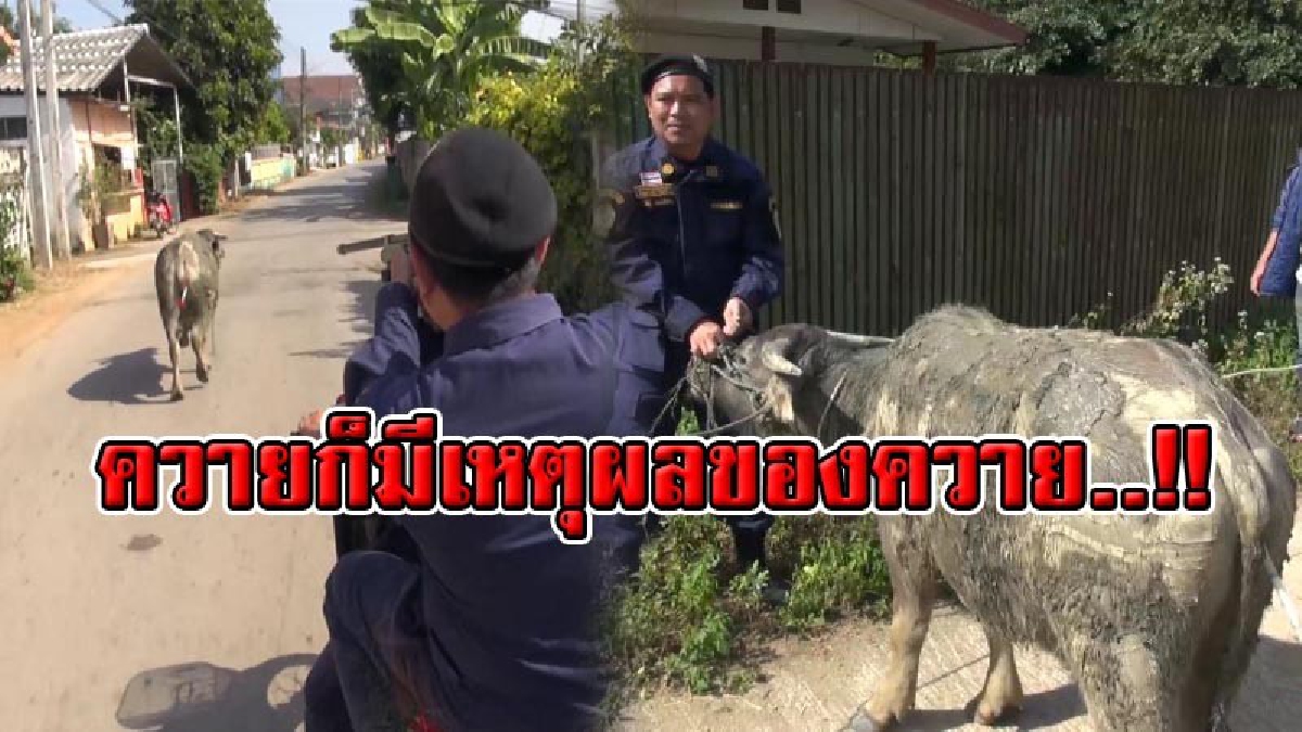 เปิดวินาทีชุลมุน !! เจ้าควายหนุ่มตื่นตูม ไล่ขวิดไม่คิดชีวิต ทำสาววัยรุ่นสาหัส! สุดท้ายโดนจับจนได้! ชาวบ้านแห่สงสาร ขอไถ่ชีวิตไว้แต่ไม่ได้..