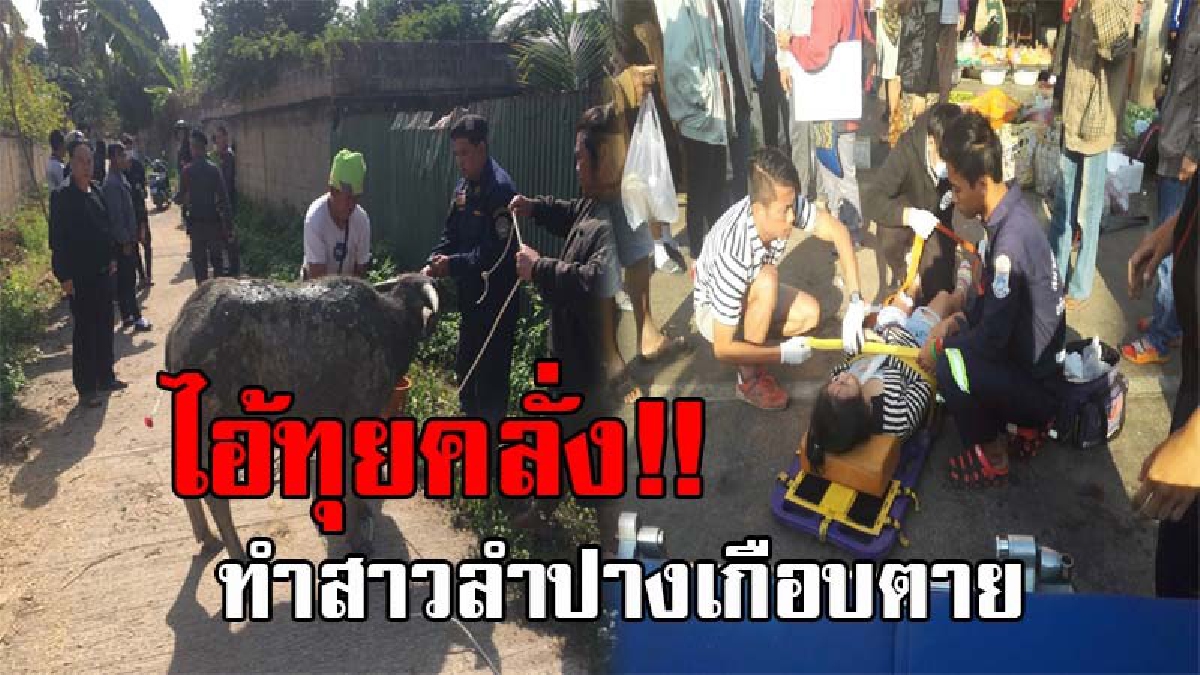 ระทึกกันทั้งบาง..!! สุดอลหม่าน ไอ้ทุยตกมันวิ่งหนีสุดระห่ำ ไล่ขวิด-เหยียบ สาวลำปางไหปลาร้าหัก กู้ภัยตามจับเกือบ 2 ชม. กว่าจะสิ้นฤทธิ์? (คลิป)