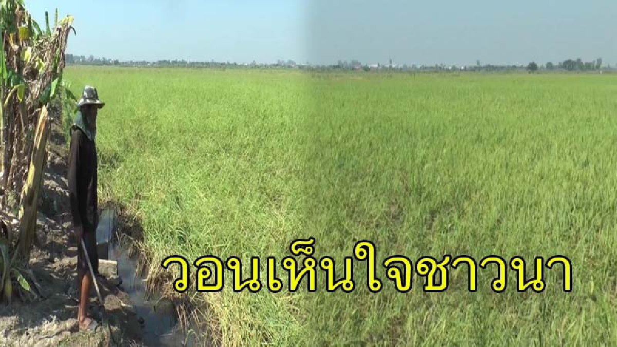 ชาวนาครวญ ข้าวในนากว่าพันไร่ที่กำลังเก็บเกี่ยว ถูกน้ำท่วมสูงไร้ที่ระบาย วอนชลประทานหยุดส่งน้ำ ขอใช้คลองเป็นที่ทิ้งน้ำ (มีคลิป)