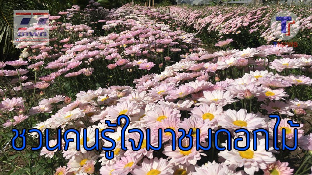 บรรยากาศสุดฟิน!?? เที่ยววันหยุดปีใหม่กับอ้อมกอดอุ่นท่ามกลางดอกไม้แสนสวยโรแมนติก ที่อุบลราชานี (ชมคลิป)