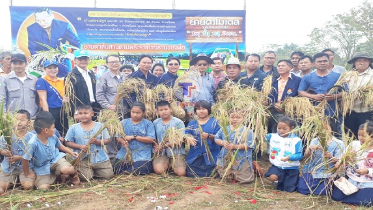 โรงเรียนวัดยายดา !! นำนักเรียนและชาวบ้านในชุมชน ลงแขกเกี่ยวข้าว หวังสืบสานประเพณีการทำนาแบบดั้งเดิมให้คงอยู่สืบไป