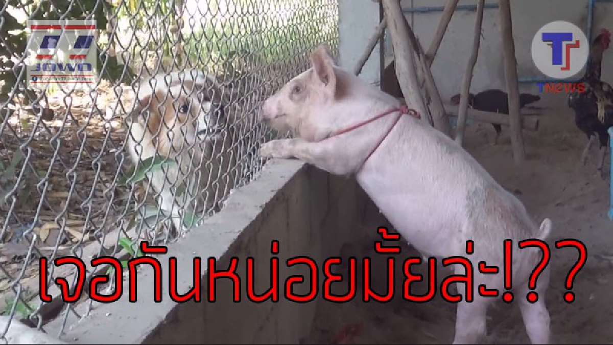 เอ็งมันแสบเหลือเกิน..!?? "ไอ้ทิ้ง" หมูอ้วนจอมซน 2 ขาหน้า มีนิ้วงอกออกมา 5 นิ้ว แถมมีนิสัยชอบยั่วโมโหเพื่อนร่วมวัดซะด้วย..!!