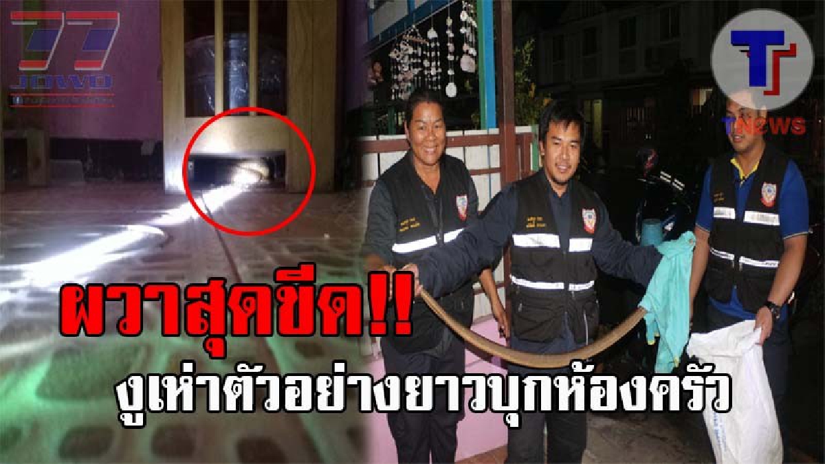 แทบหยุดหายใจ..! 2ผัวเมียสุดผวา กำลังเข้าครัวทำกับข้าว ถึงกับวิ่งป่าราบ เจองูเห่าตัวอย่างยาว นอนขดตัวอยู่ โร่แจ้งจนท.มาจับอย่างด่วน (ชมคลิป)